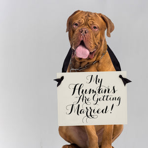 My humans are getting married dog engagement announcement