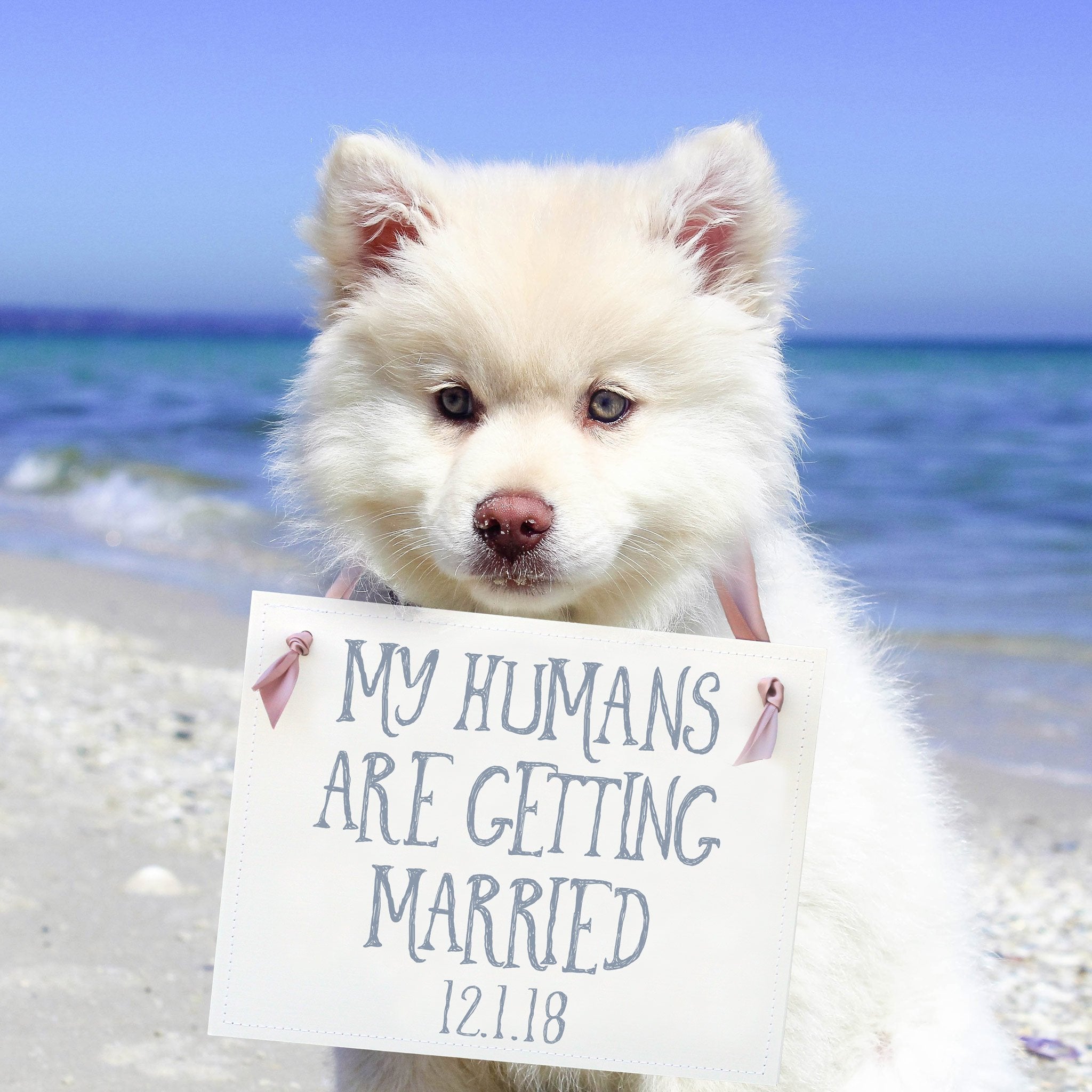 My Humans Are Getting Married | Creative Engagement Announcement Signs for Dogs