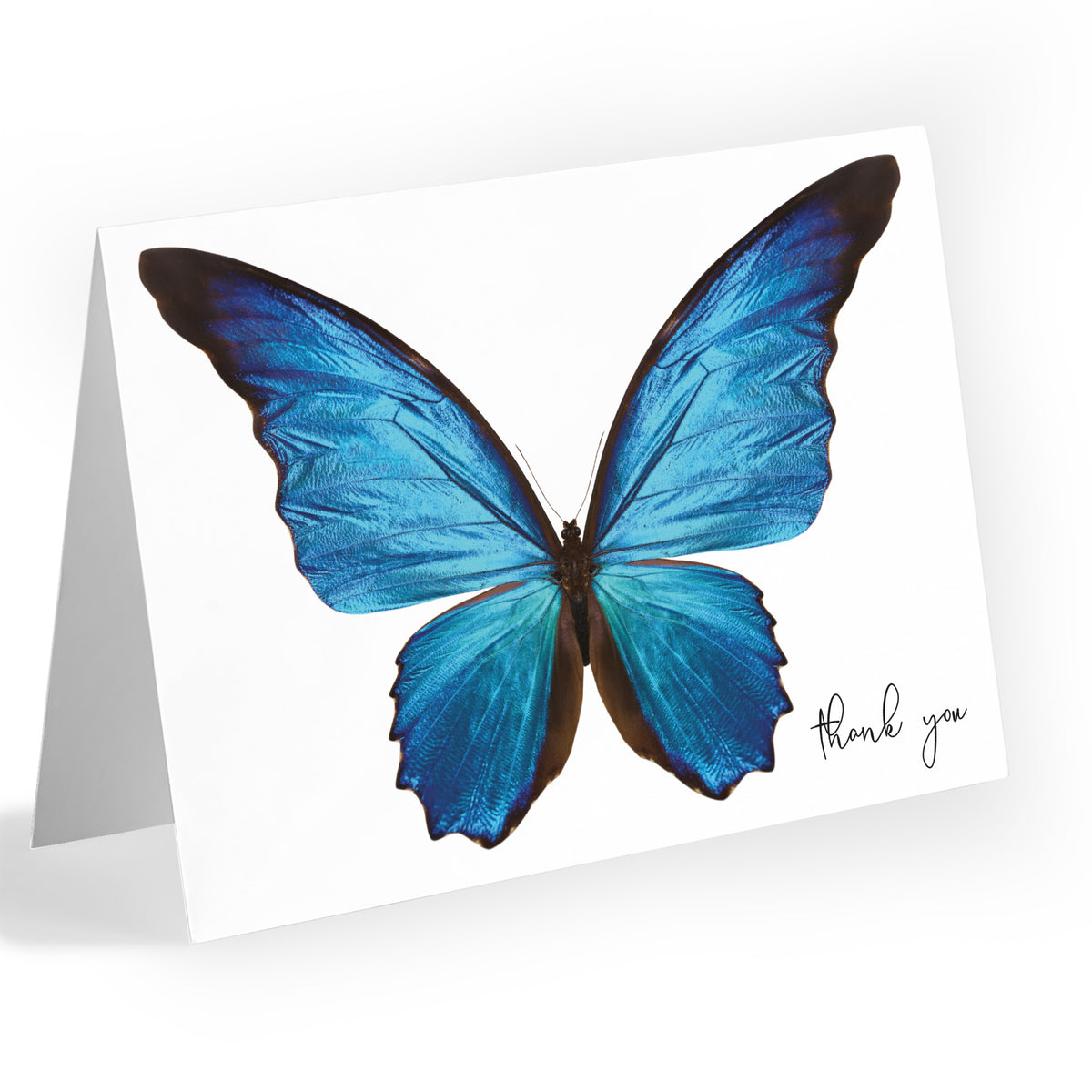 Butterfly thank you cards, boxed set of 24 with a blue morpho butterfly illustration and script text.